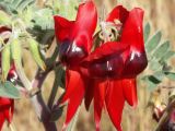 ashburton pea